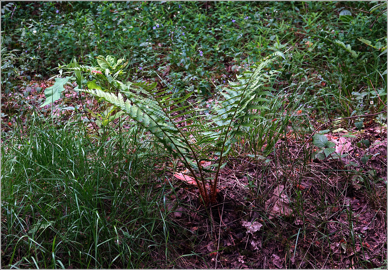 Image of Unknown species specimen.