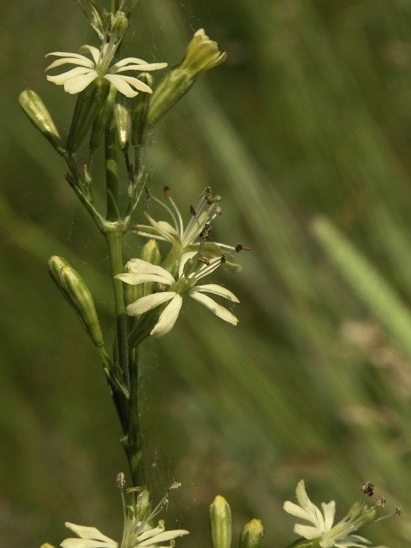 Image of Silene chlorantha specimen.