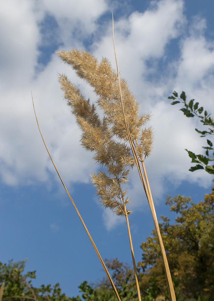 Image of Calamagrostis epigeios specimen.