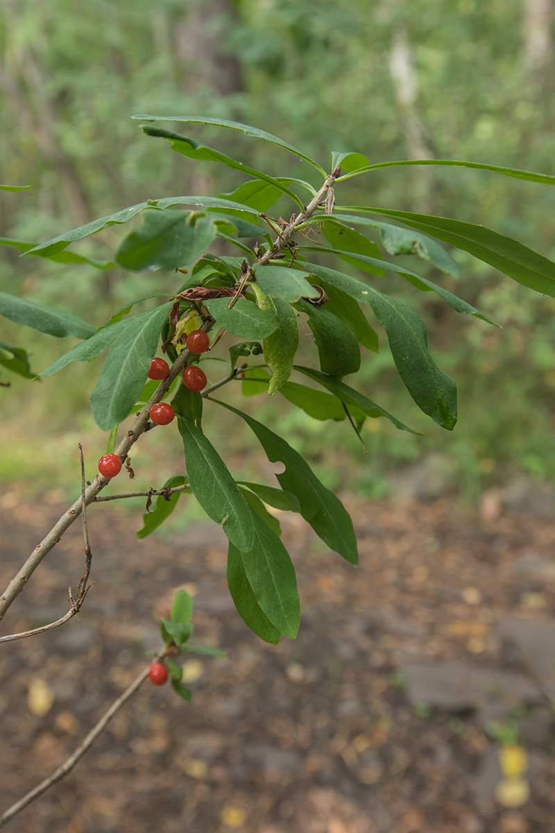 Image of Daphne mezereum specimen.