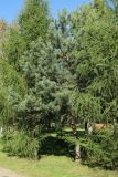 род Pinus
