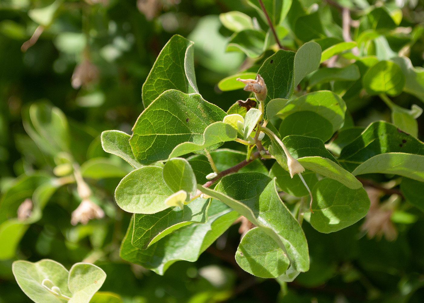 Изображение особи Styrax officinalis.