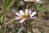 семейство Asteraceae. Соцветие с кормящейся гусеницей. Приморский край, Хасанский р-н, Зарубинское гор. пос., окр. с. Витязь, приморский склон, луговое сообщество. 27.09.2025.
