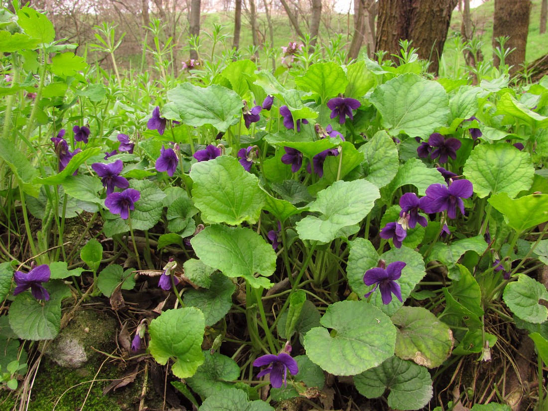 Image of Viola odorata specimen.