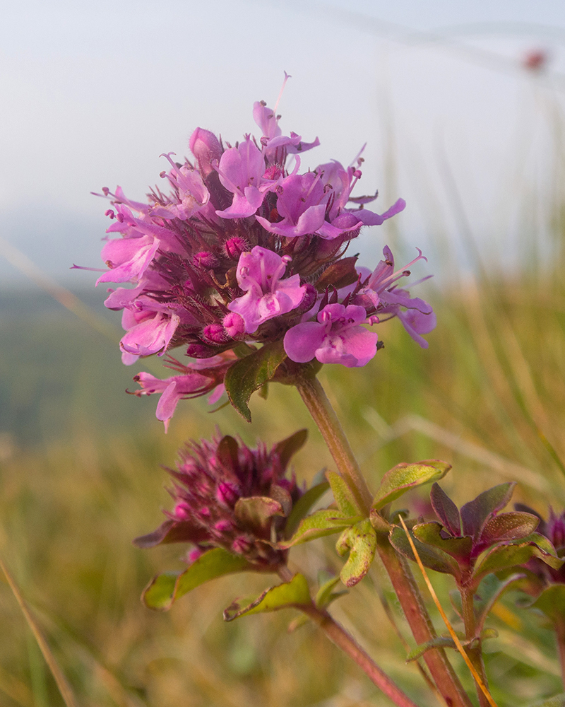 Image of genus Thymus specimen.