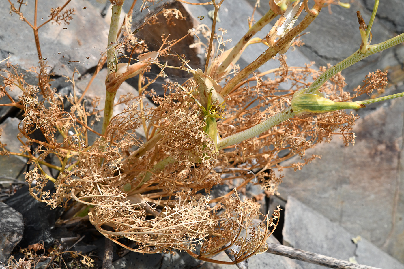 Image of Ferula ovina specimen.