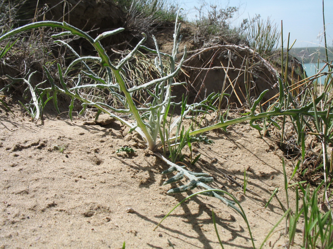 Image of Cousinia dissecta specimen.