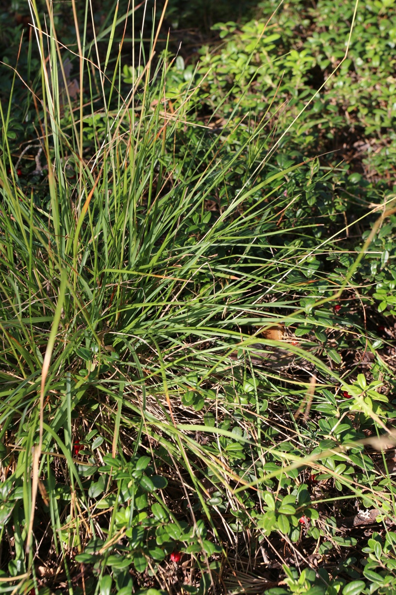 Image of Sieglingia decumbens specimen.