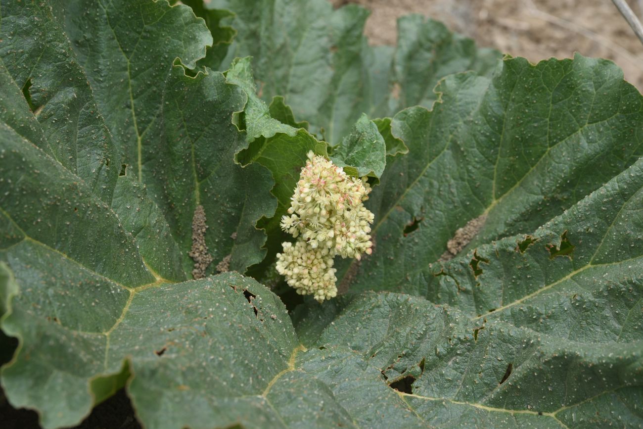 Image of Rheum ribes specimen.
