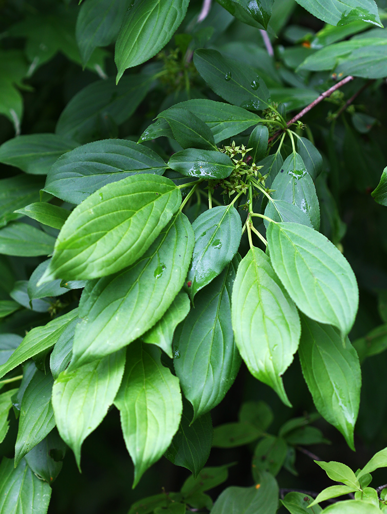 Image of Rhamnus davurica specimen.