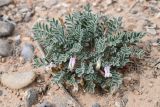 Astragalus testiculatus. Цветущее растение. Киргизия, Баткенская обл., Баткенский р-н, окр. с. Самаркандык, Туркестанский хр., горы Сары-Тоо, уроч. Мадыген, переотложенный галечник на палеогеновых пестроцветных толщах. 8 мая 2025 г.