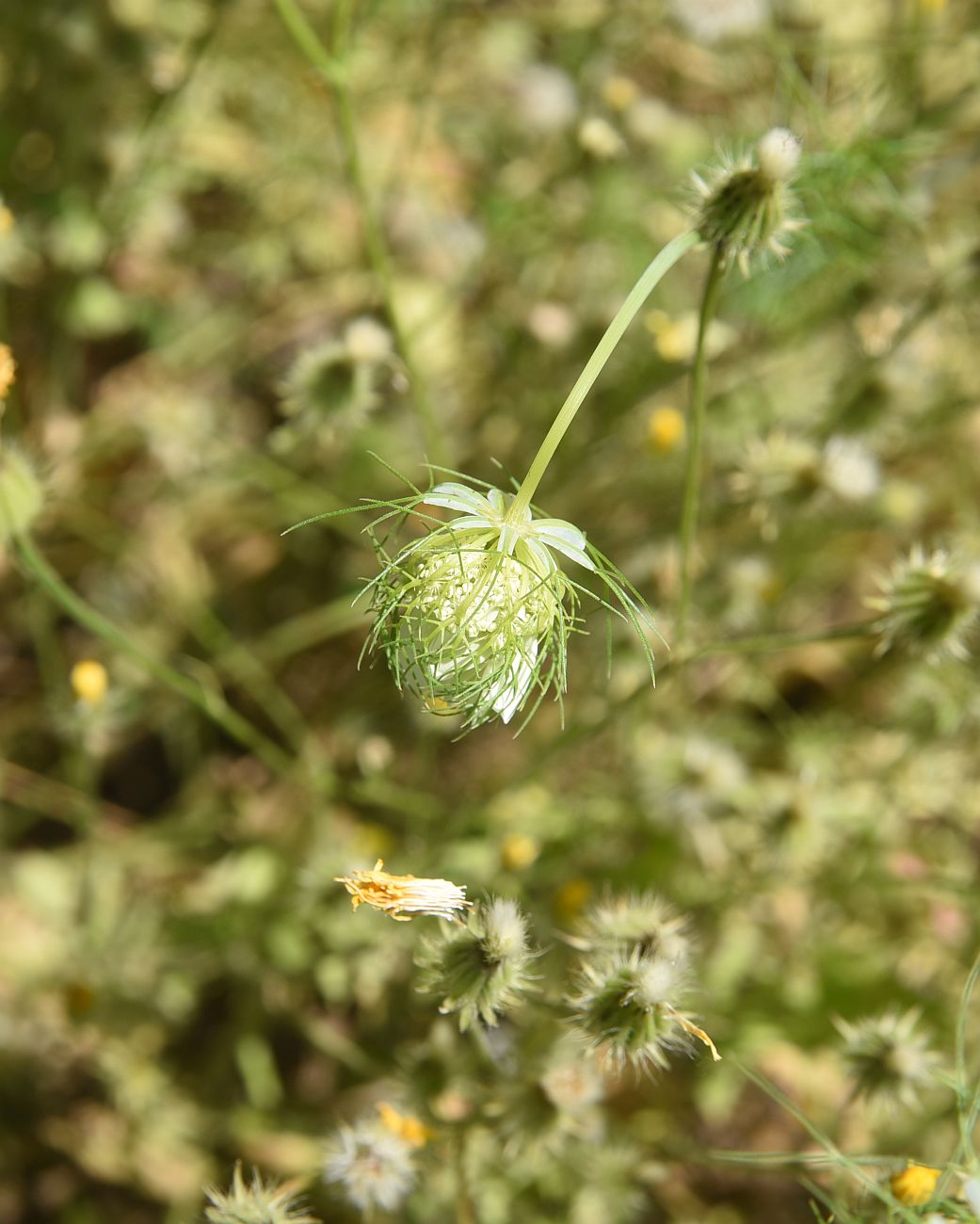 Image of Artedia squamata specimen.