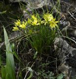 genus Gagea. Цветущее в углублении камня растение.Республика Кипр, окр. с. Арменохори, невысокий каменистый холм. 14.02.2026.