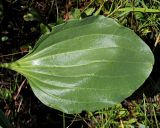 Plantago maxima. Листовая пластинка с погрызами и мелкими повреждениями. Ульяновская обл., окр. г. Димитровград, пойма р. Бол. Черемшан, сыроватый луг на границе широколиственного леса и пашни, дно высохшей лужи. 09.06.2024.