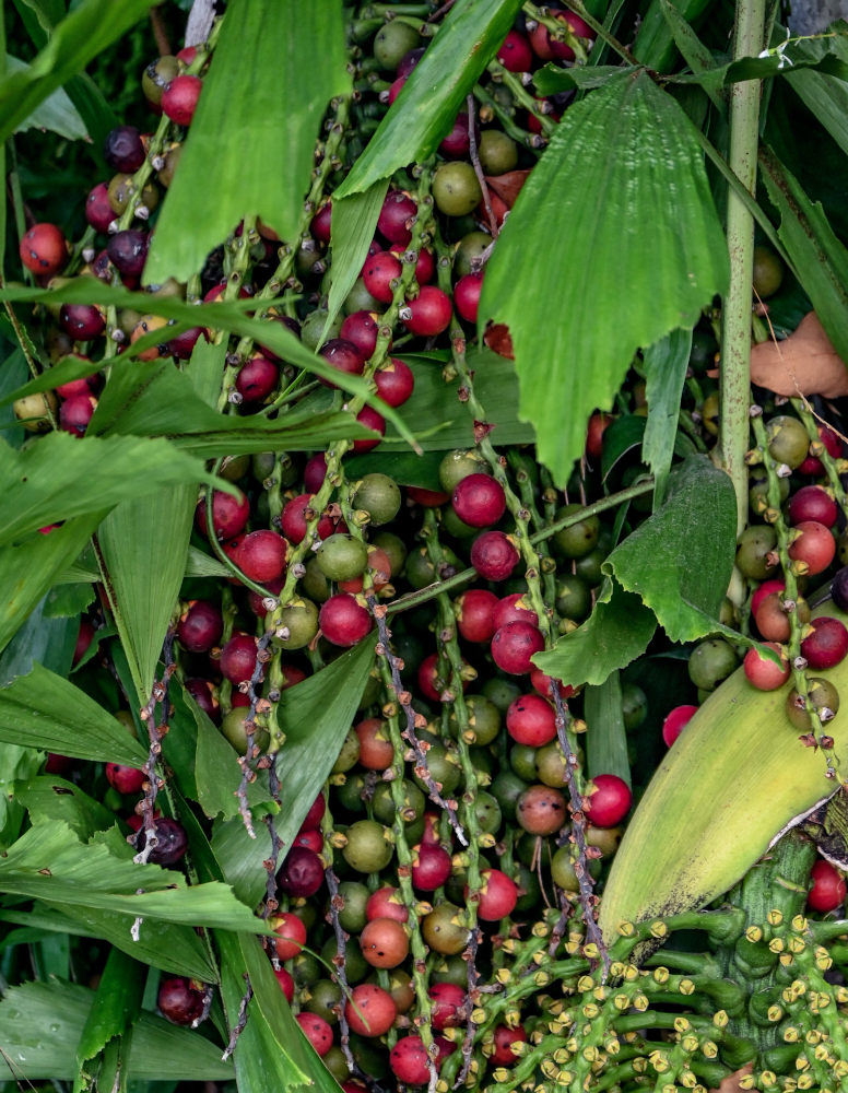 Изображение особи Caryota mitis.