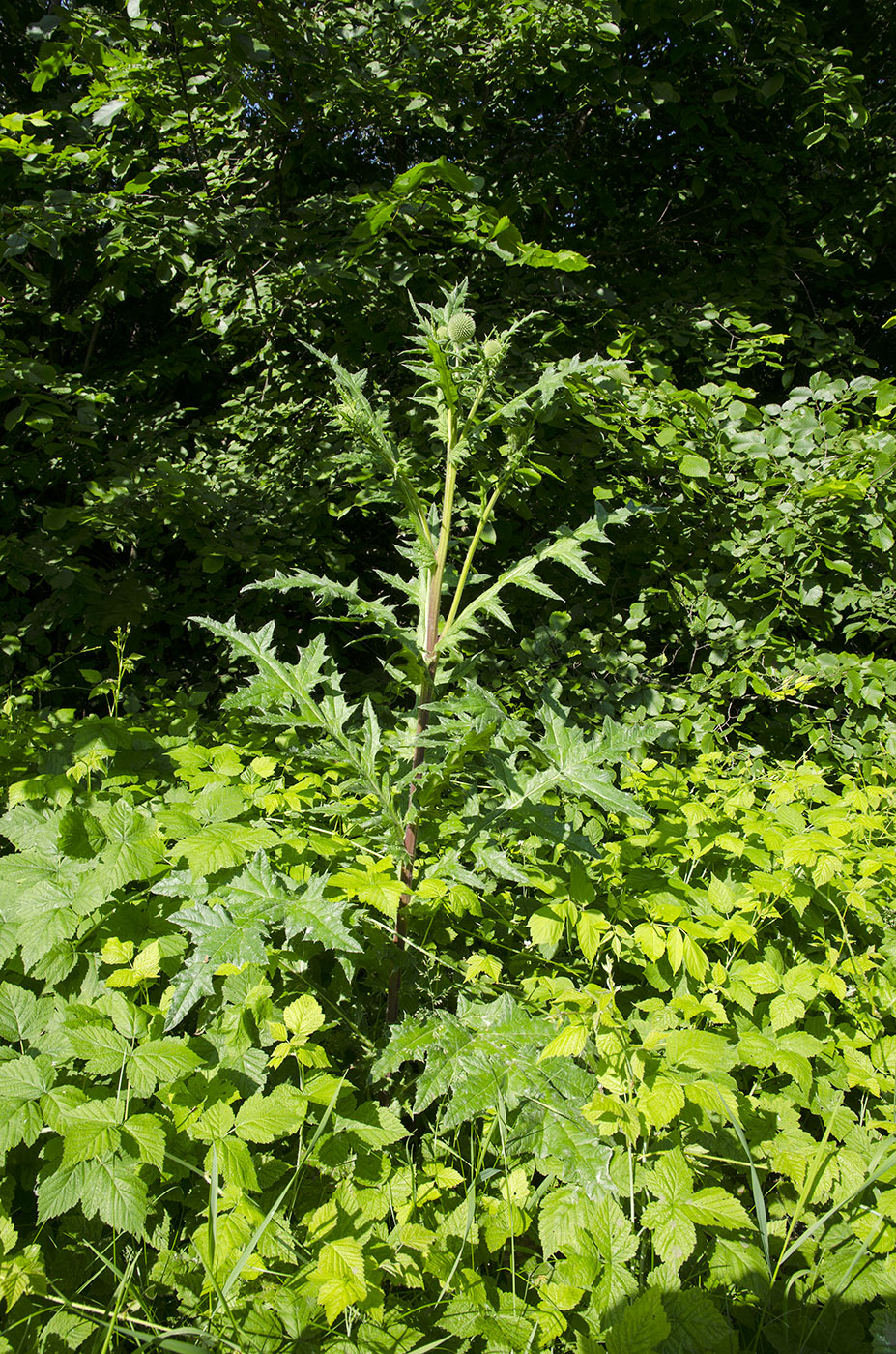Image of Echinops sphaerocephalus specimen.