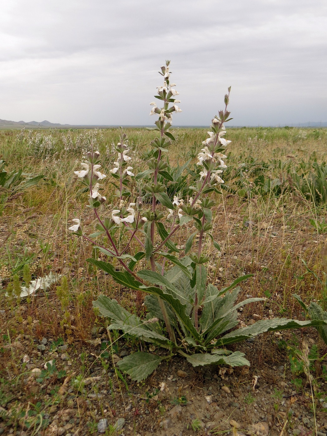 Image of Phlomoides uniflora specimen.