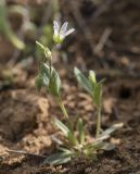 Holosteum umbellatum. Цветущее растение. Калмыкия, Яшкульский р-н, зап. Чёрные земли. Сухая степь. 01.04.2026.