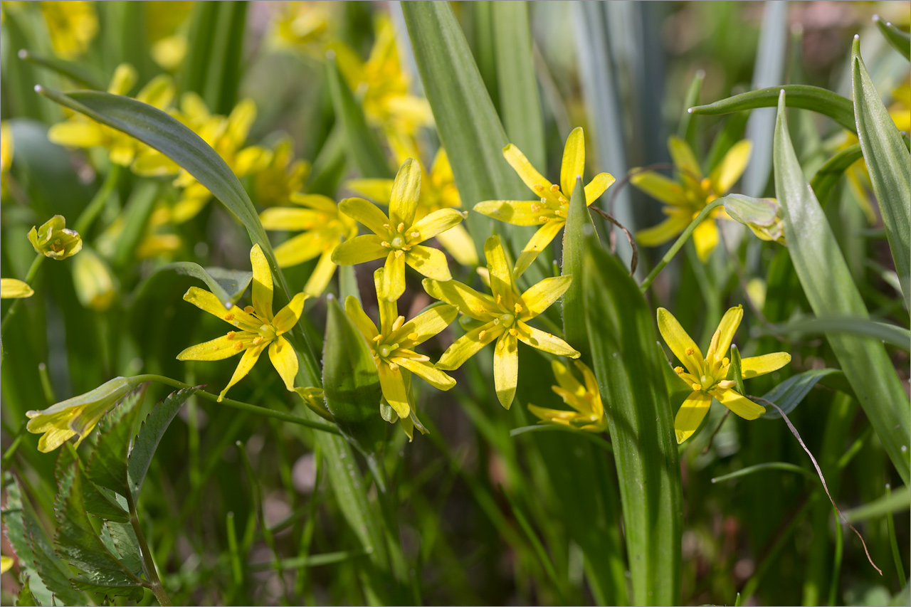 Изображение особи Gagea lutea.