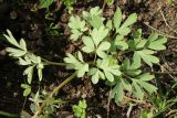 Corydalis solida. Нижняя часть плодоносящего растения (вид сверху; цветонос отогнут). Ленинградская обл., Ломоносовский р-н, дер. Дубки, дачный участок. 01.05.2026.