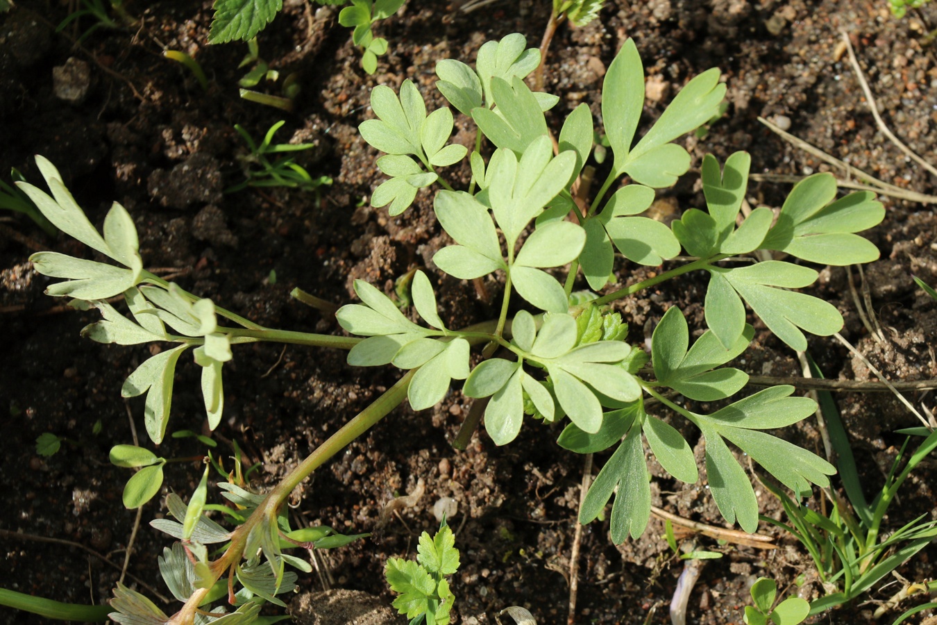 Image of Corydalis solida specimen.