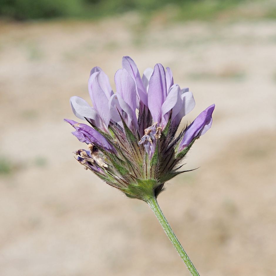 Изображение особи Psoralea bituminosa ssp. pontica.
