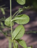Veronica officinalis. Часть побега; вид на абаксиальную поверхность листьев. Испания, Каталония, пров. Барселона, комарка Осона, муниципалитет Виланова-де-Сау, водохранилище Сау, просека в смешанном лесу. 31.05.2026.