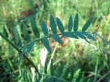 Vicia cracca. Лист. Ульяновск, Заволжский р-н, у тропы на опушке смешанного леса.