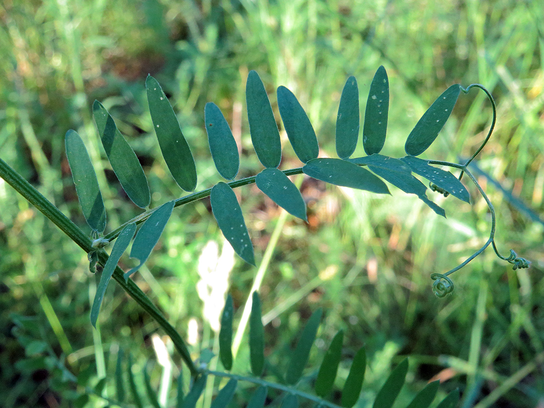 Изображение особи Vicia cracca.