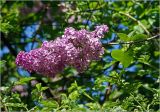 Syringa vulgaris. Верхушка ветви с соцветием. Московская обл., Раменский р-н, окр. дер. Хрипань, садовый участок. 04.06.2026.