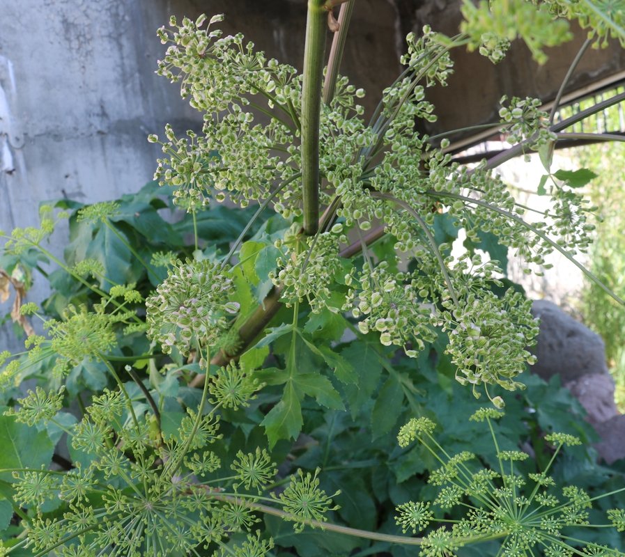 Image of Angelica purpurascens specimen.