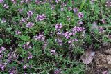 Thymus vulgaris