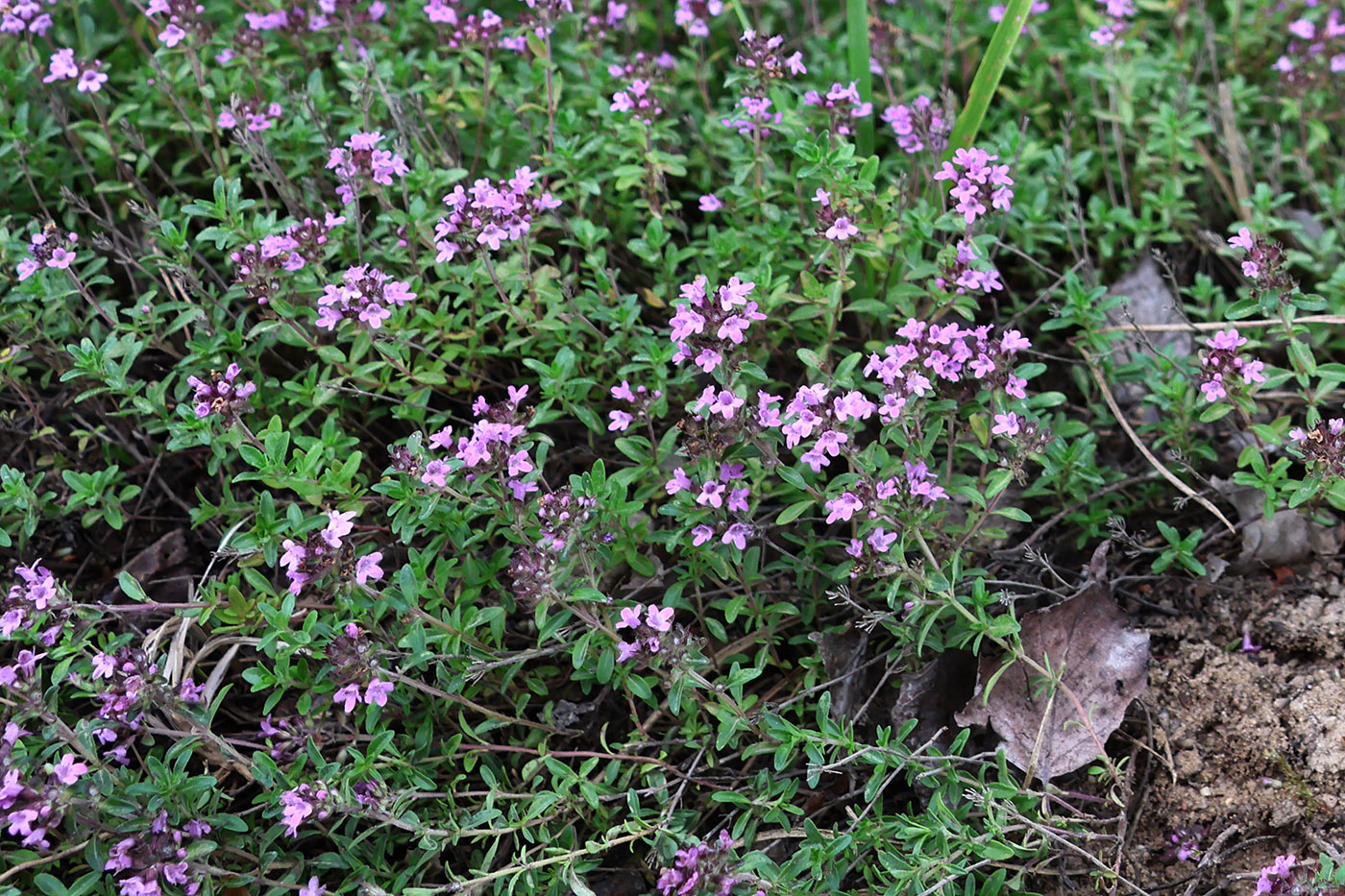 Изображение особи Thymus vulgaris.