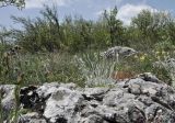 Cerastium biebersteinii. Зацветающее растение. Крым, Караби-яйла, ур. Чигенитра, поляна, скальный выход. 16.05.2026.