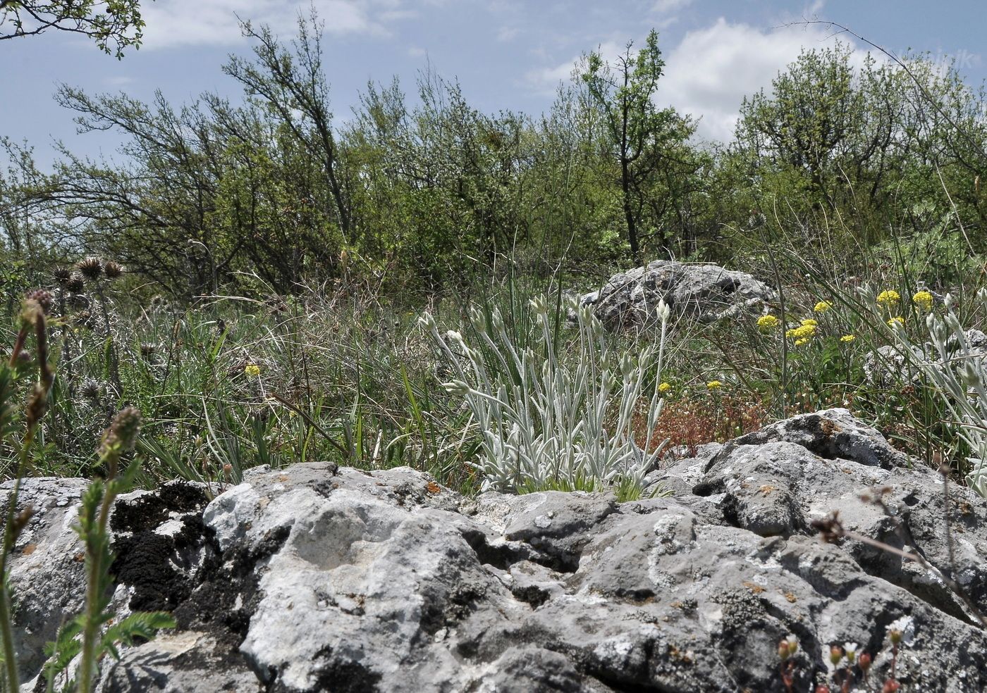 Изображение особи Cerastium biebersteinii.