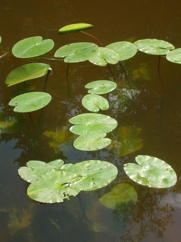 Image of Nuphar lutea specimen.