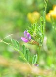familia Fabaceae. Цветок. Турция, ил Артвин, окр. дер. Кашикли ниже моста через р. Корпусу, левый берег, луг. 12 июня 2026 г.