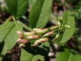 Vicia amoena