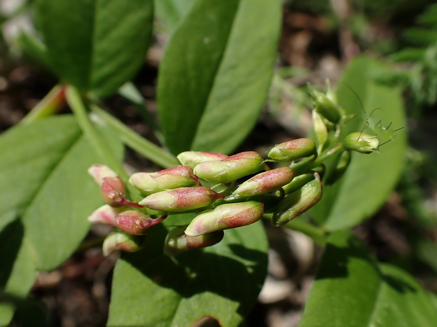 Изображение особи Vicia amoena.