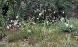 Alcea nudiflora. Цветущее растение. Узбекистан, Ташкентская обл., зап. отр. Чаткальского хр., окр. кишлака Учтерак, зона отдыха «Дустлик», фруктовый сад, глинистая почва. 26.09.2026.