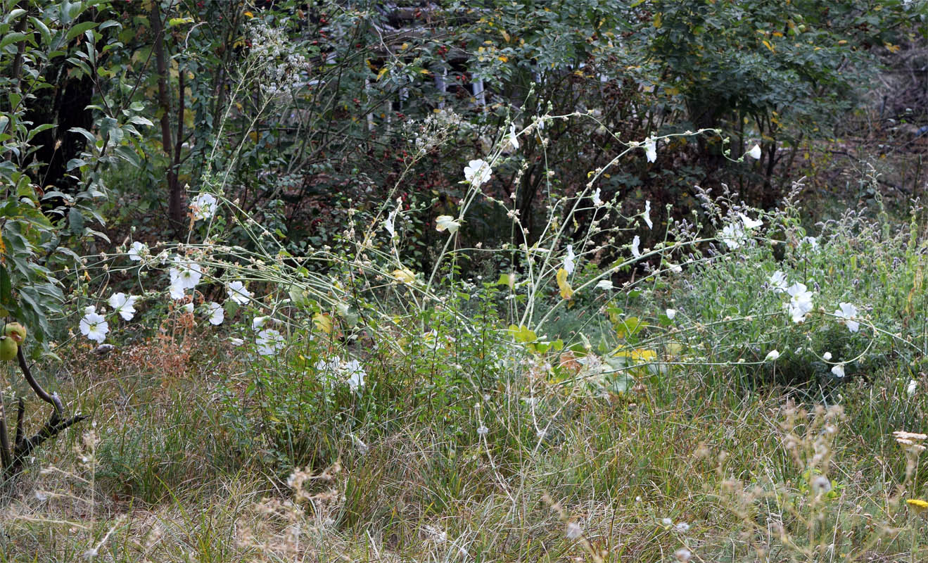 Image of Alcea nudiflora specimen.