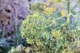 Ferula penninervis. Зонтичек с завязывающимися плодами. Кыргызстан, Джалал-Абадская обл., Токтогульский р-н, ниже с. Сары-Камыш, вдоль трассы М-77 и р. Кёкёмерен; 1240 м н.у.м., каменисто-щебнистая осыпь юго-западной экспозиции. 06.07.2026.