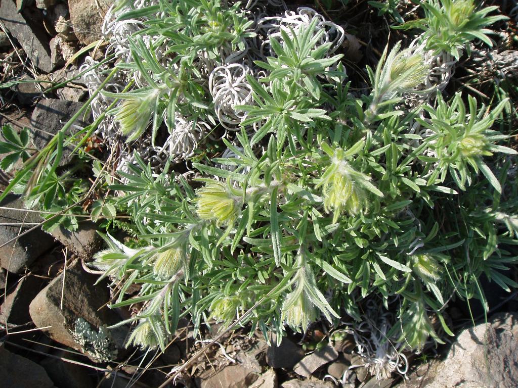 Image of Onosma polyphylla specimen.