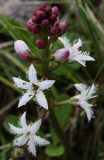 Menyanthes trifoliata