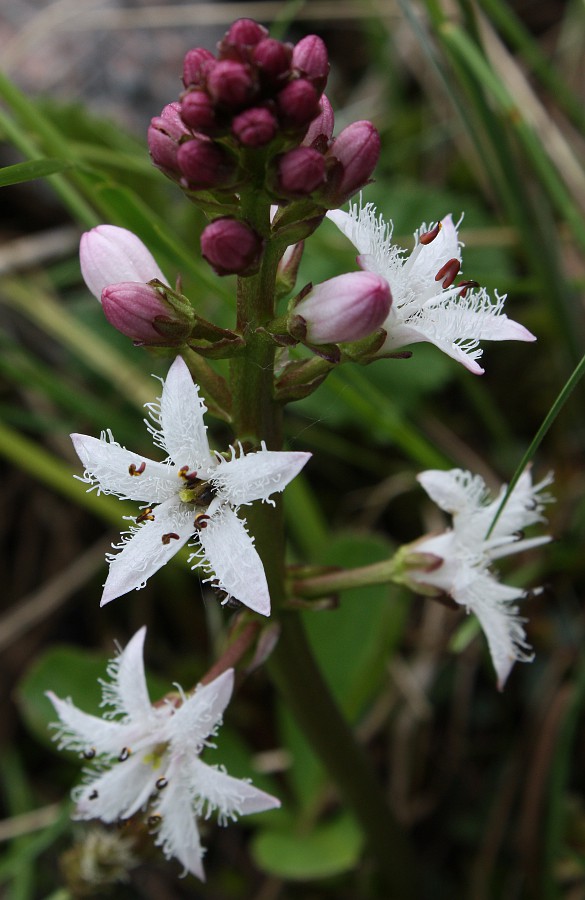 Изображение особи Menyanthes trifoliata.