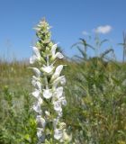 Salvia tesquicola. Часть соцветия (белоцветковая форма). Украина, Днепропетровская обл., балка в верховьях р. Самоткани. 04.06.2011.