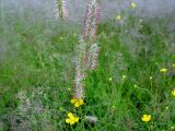 Phleum pratense. Соцветие. Московская обл., Раменский р-н, окр. дер. Хрипань, поле. 13.07.2003.
