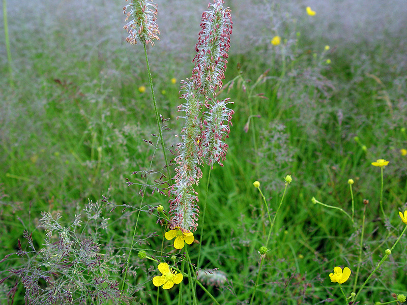 Изображение особи Phleum pratense.