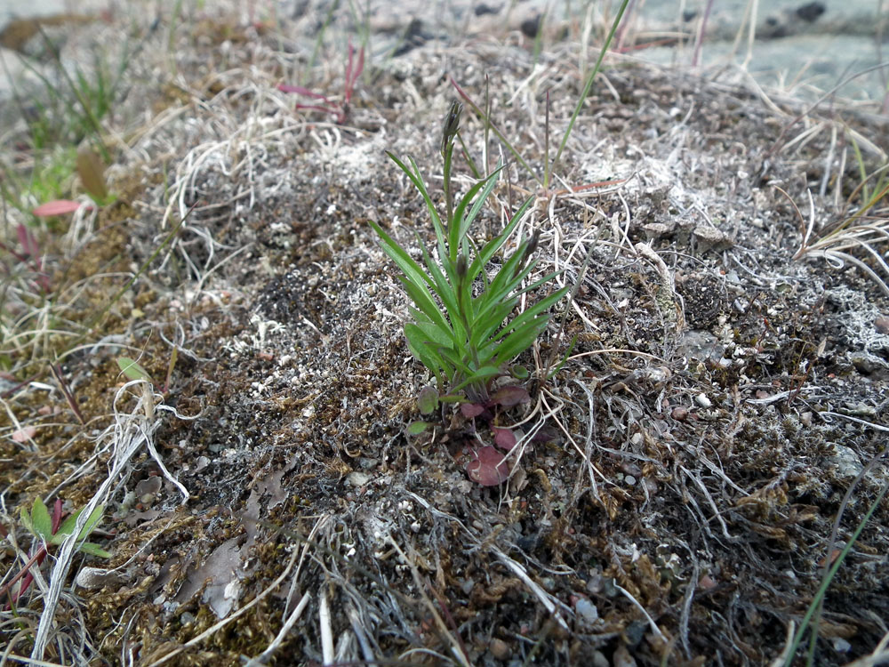 Изображение особи Campanula rotundifolia.