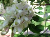 Robinia luxurians. Соцветие. Киев, Южная Борщаговка, в культуре. 27 мая 2011 г.